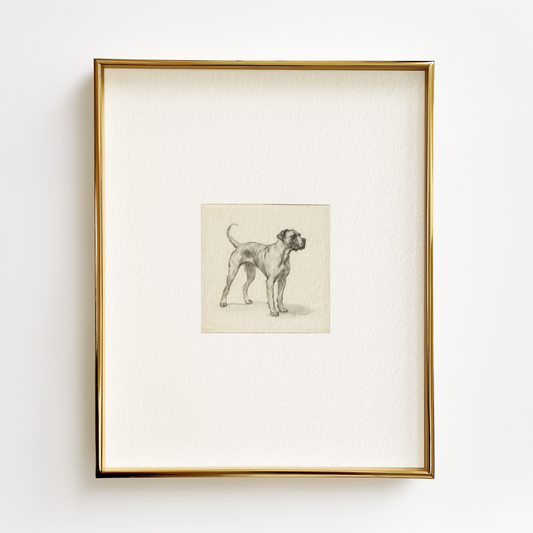 Dogo Argentino Edition .03