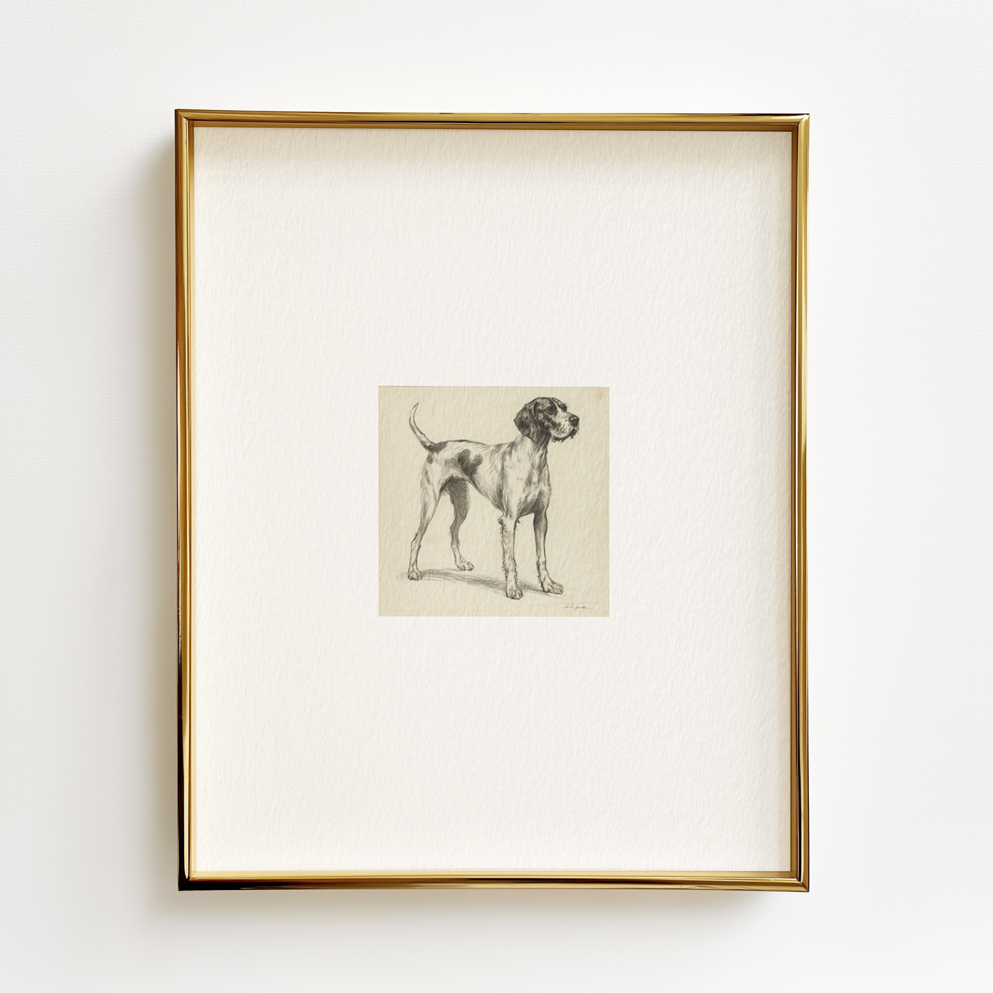 English Pointer Edition .03