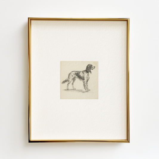 English Setter Edition .03