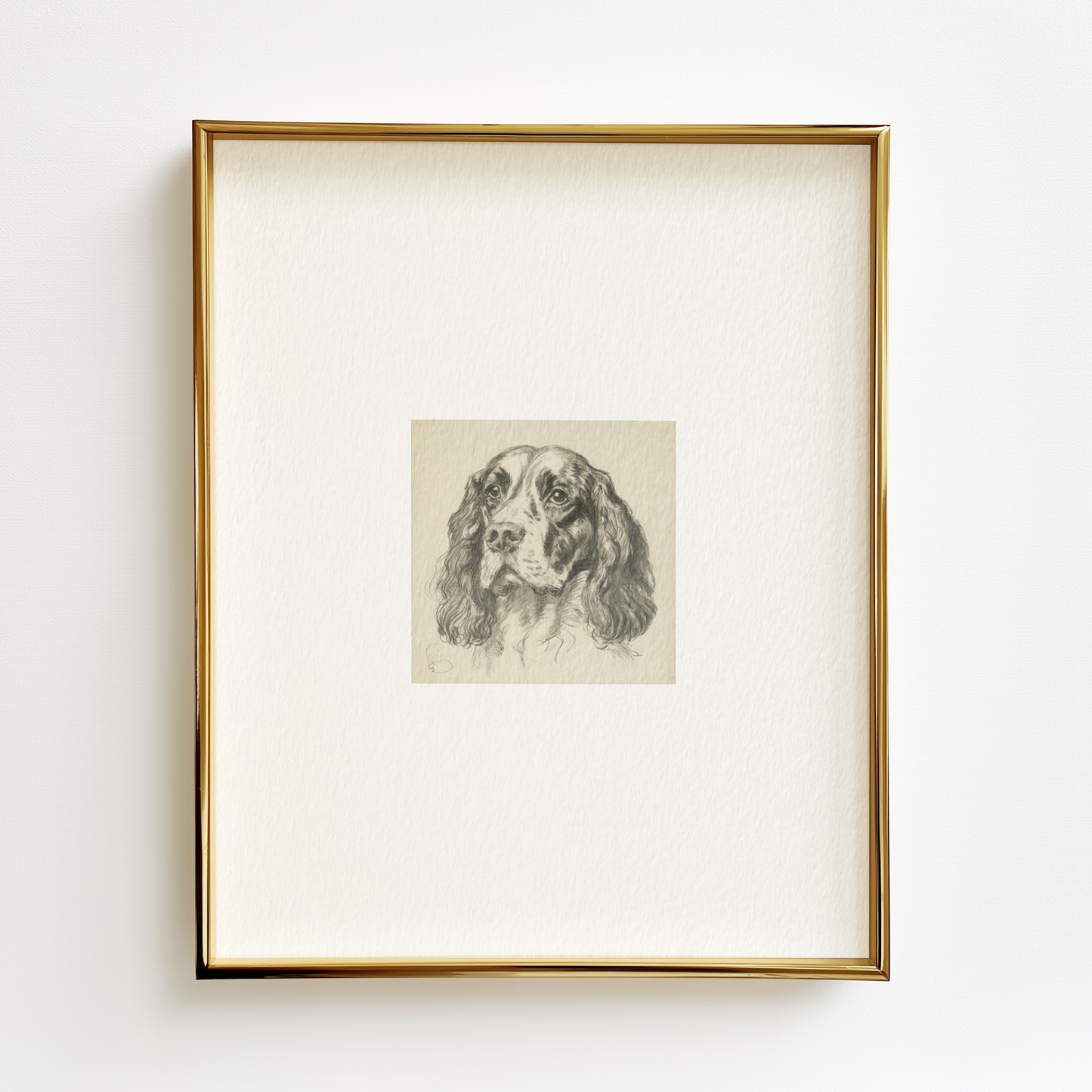 English Springer Spaniel Edition .01