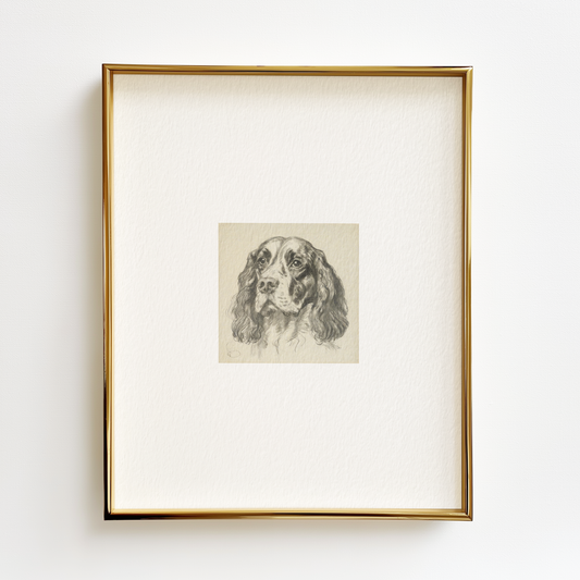 English Springer Spaniel Edition .01