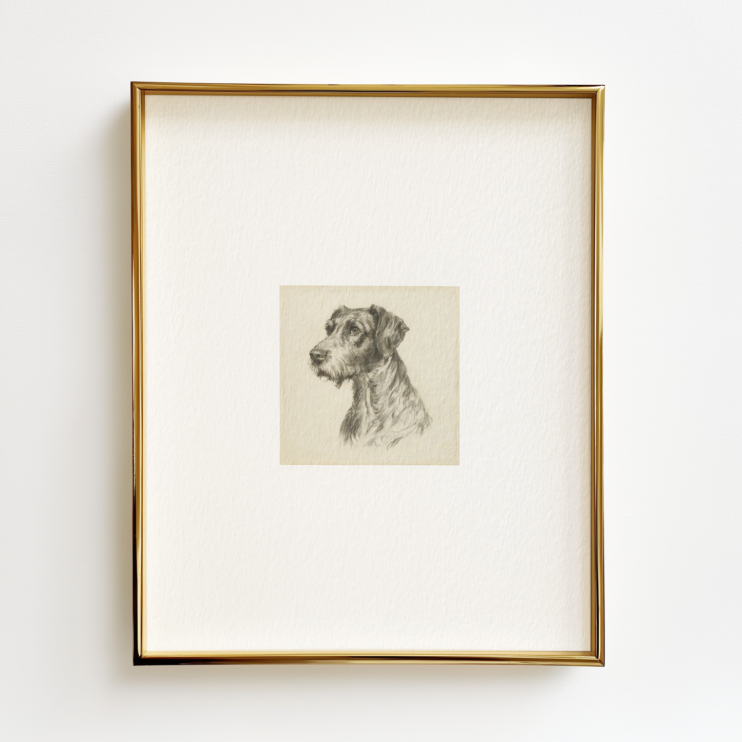 German Wirehaired Pointer Edition .01