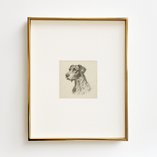 German Wirehaired Pointer Edition .01