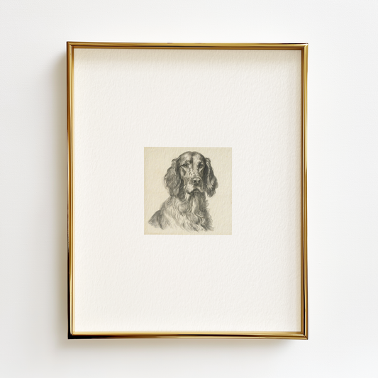 Irish Setter Edition .01