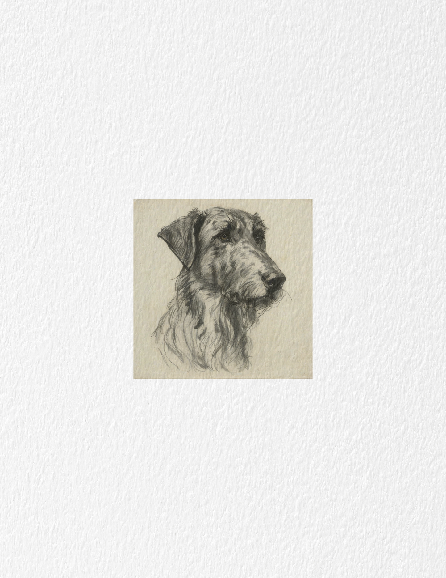 Irish Wolfhound Edition .01