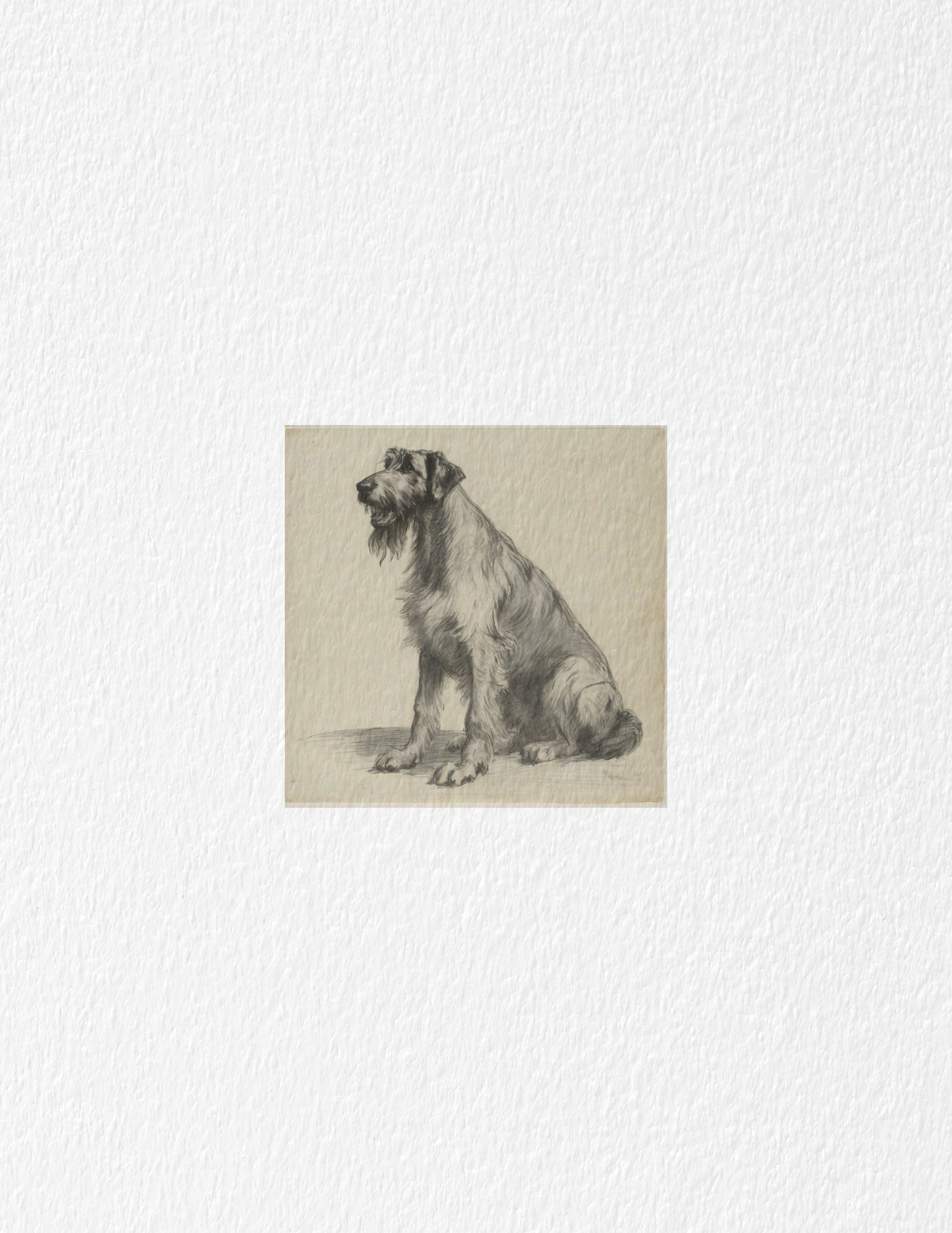 Irish Wolfhound Edition .02