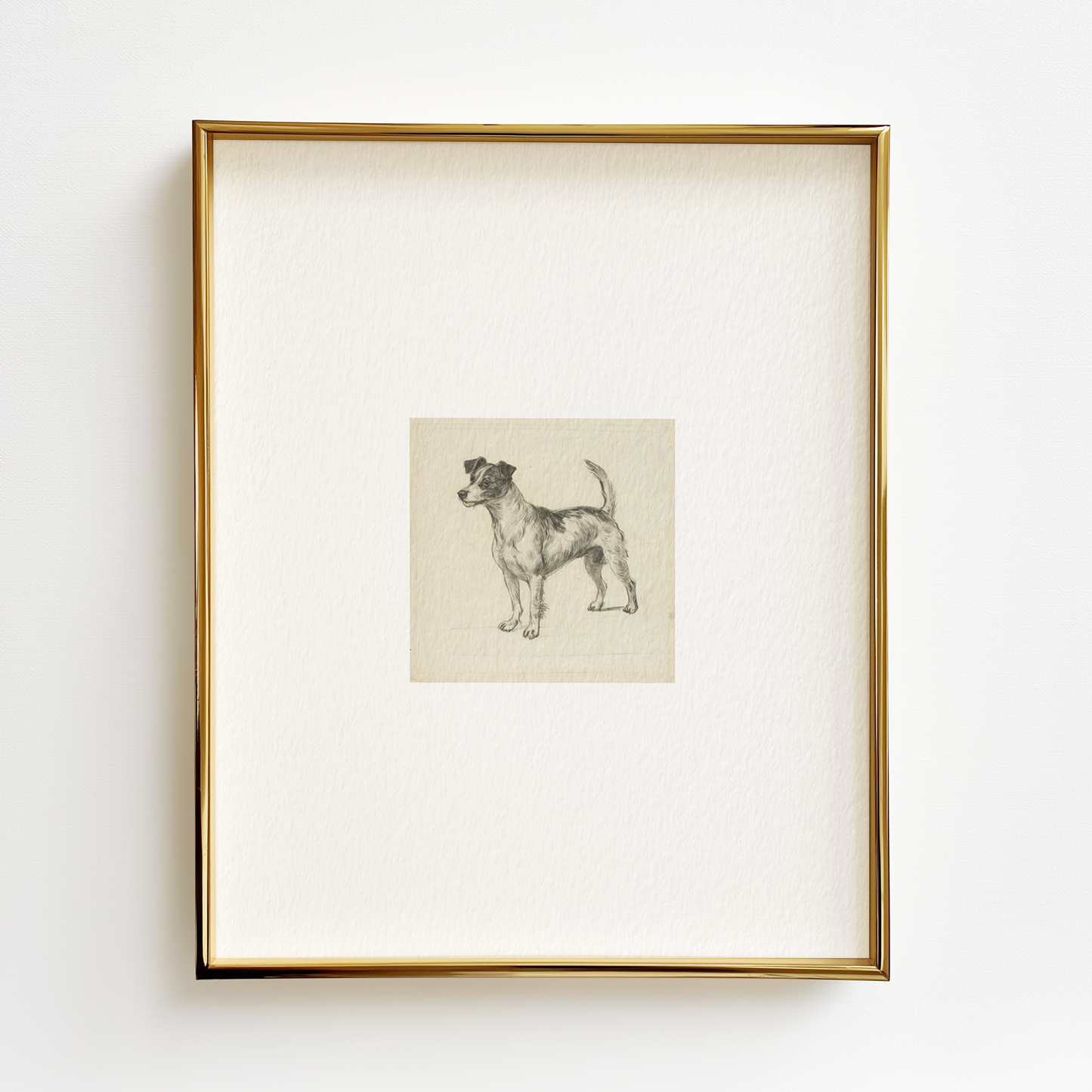 Jack Russell Terrier Edition .03