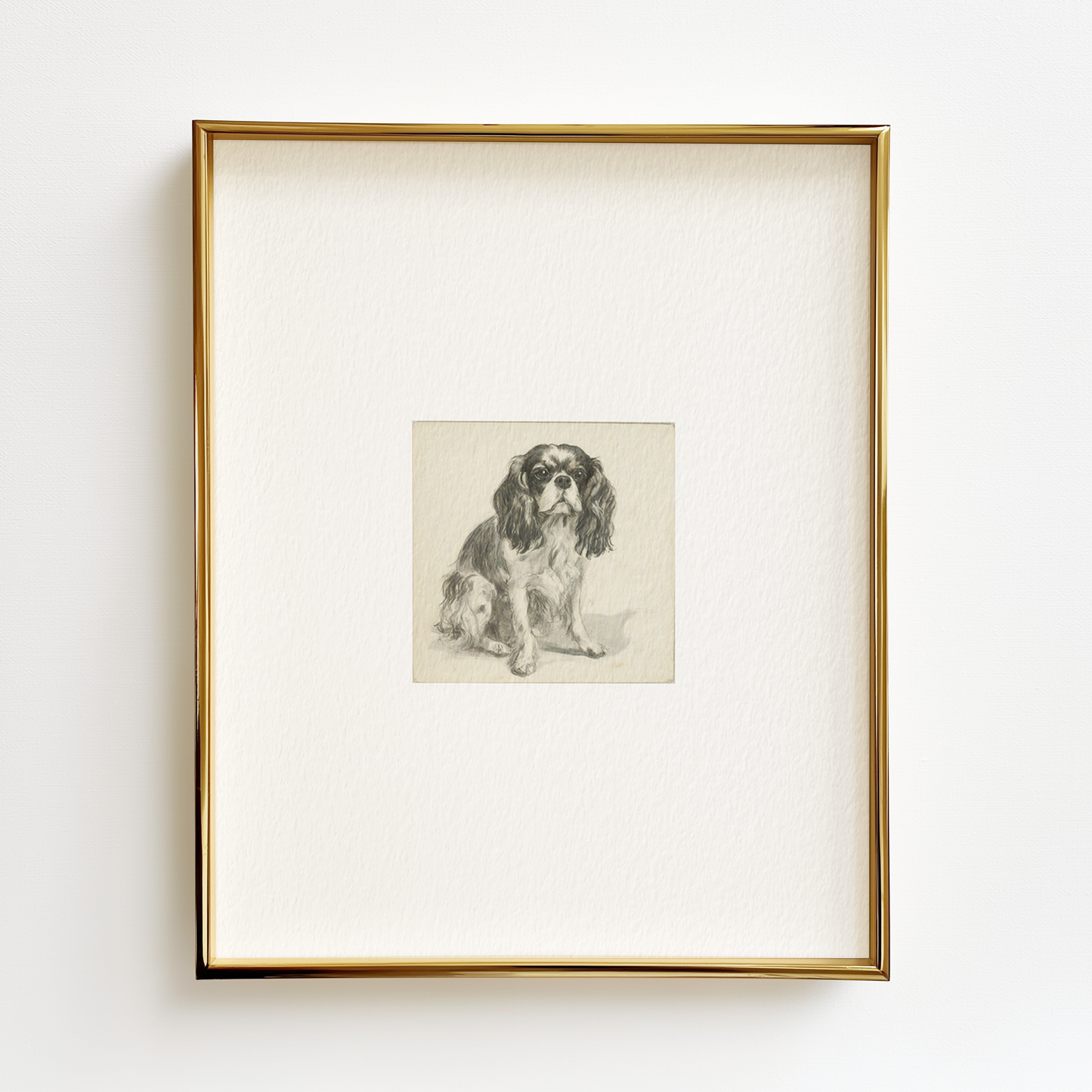 Cavalier King Charles Edition .02