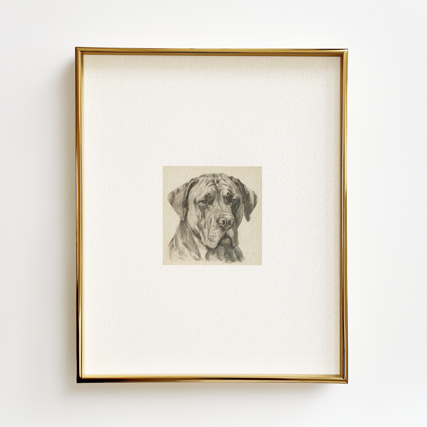 Mastiff Cane Corso Edition .01