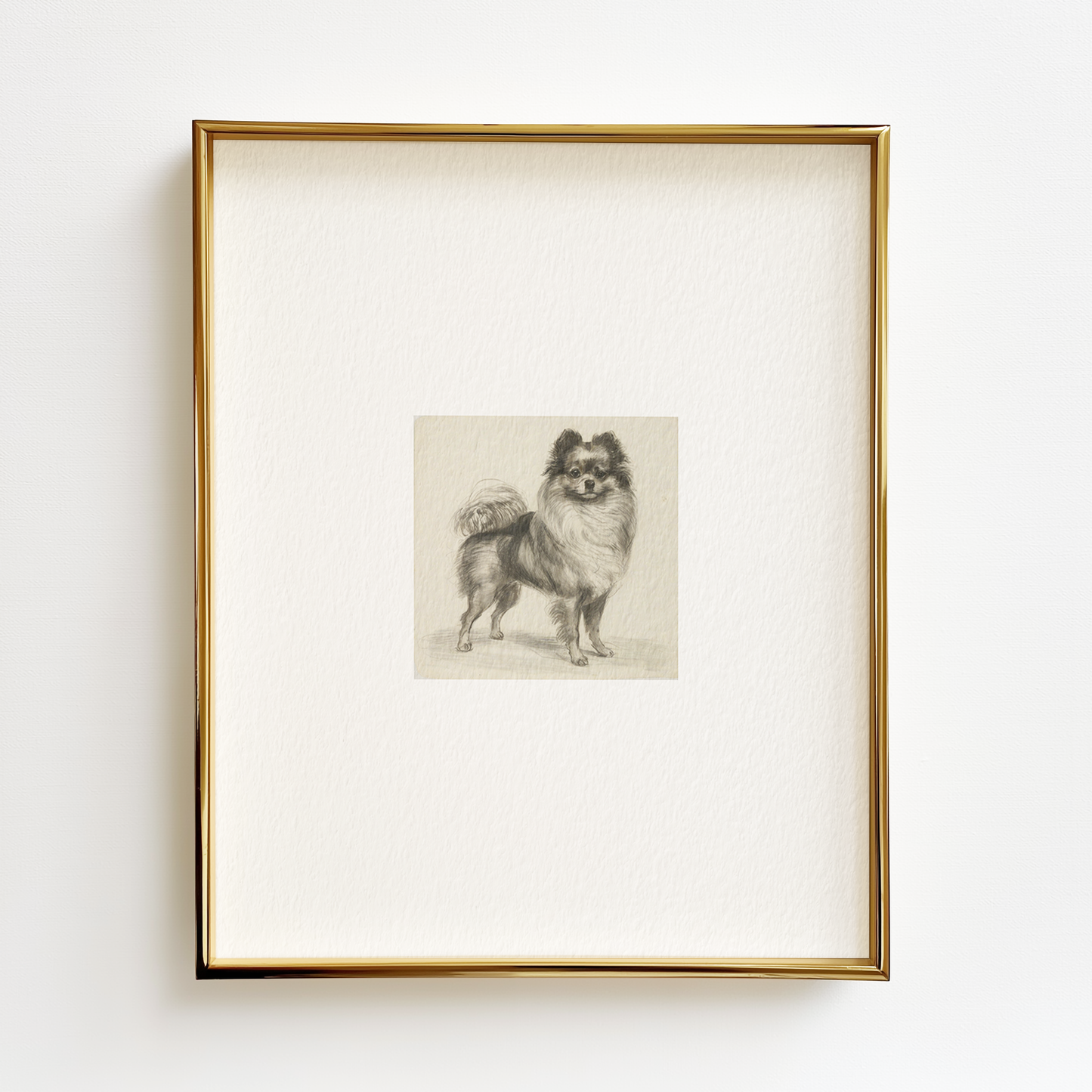 Pomeranian Edition .02