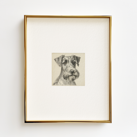 Schnauzer Edition .01