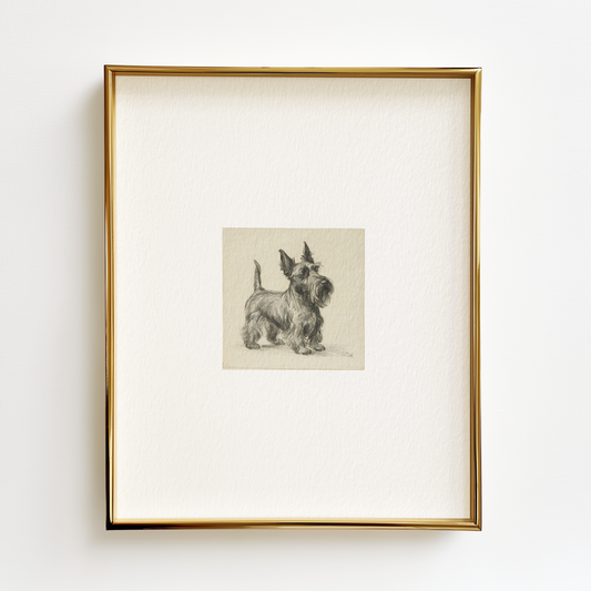 Scottish Terrier Edition .03