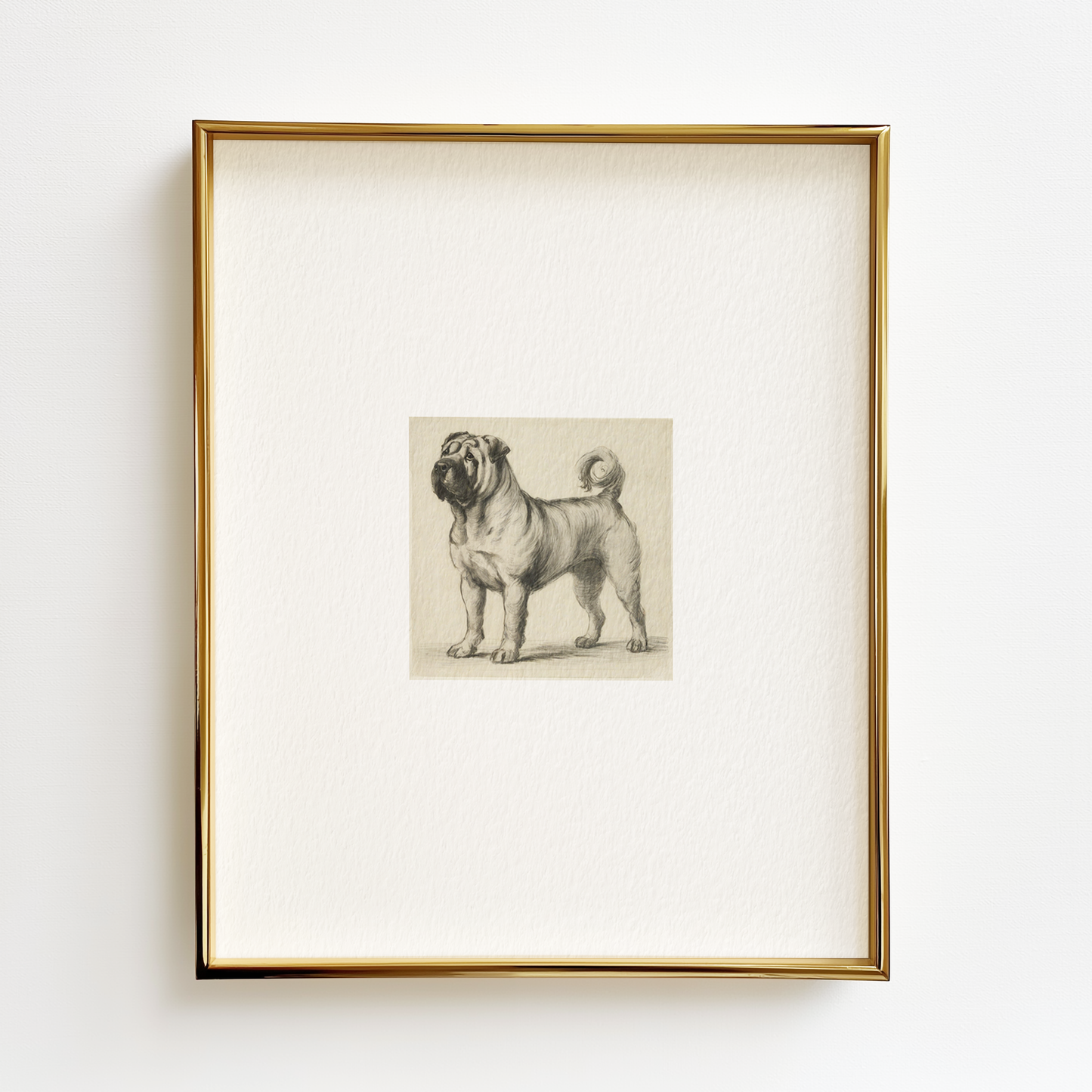 Shar Pei Edition .03