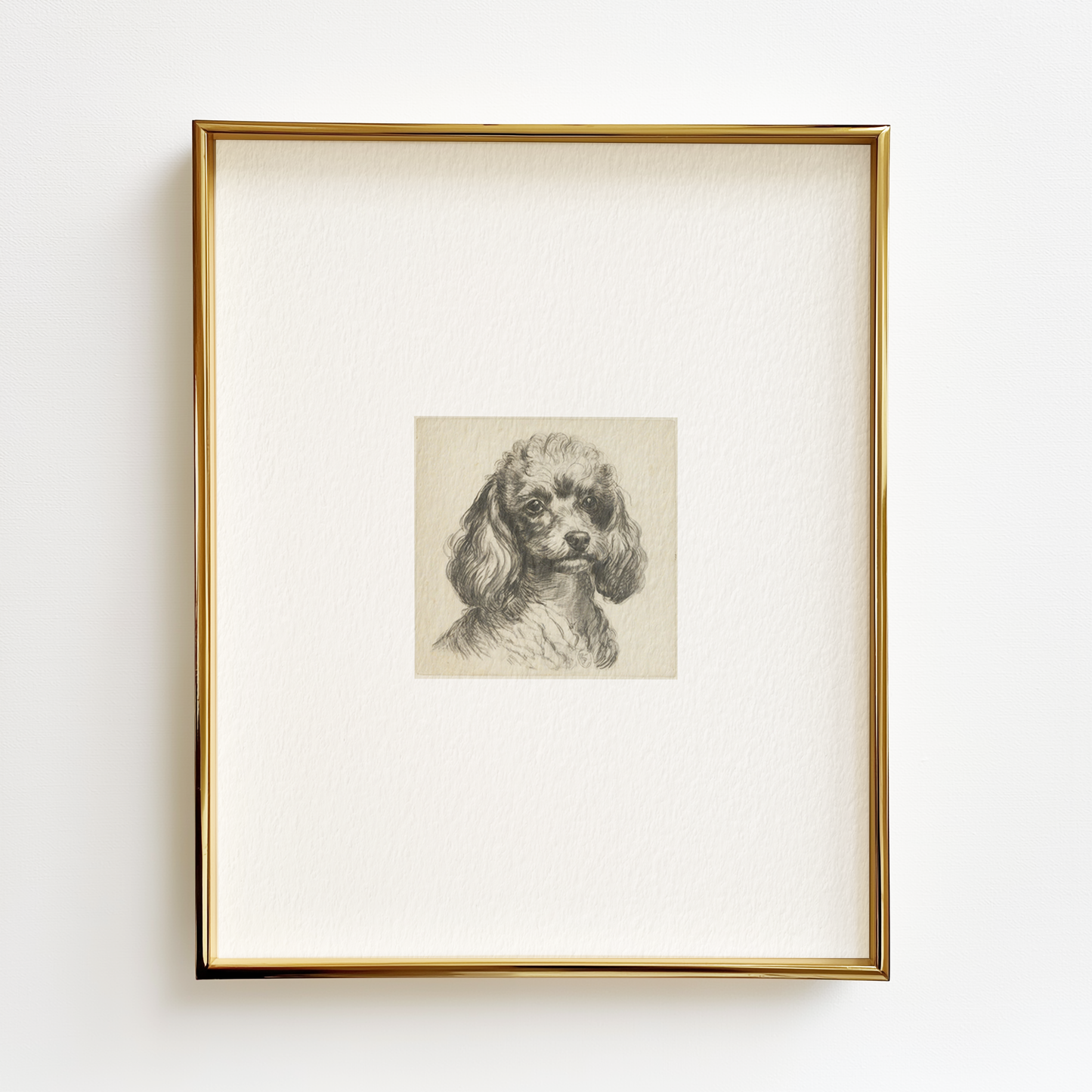 Toy Poodle Edition .01