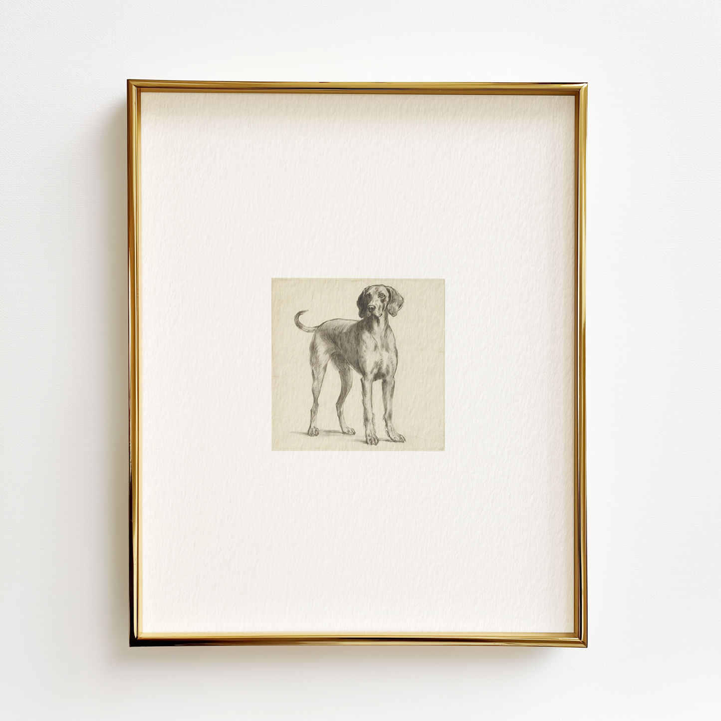 Weimaraner Edition .03