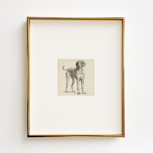 Weimaraner Edition .03